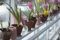 Cultive as plantas certas em seu apartamento